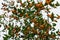 Bushes with orange berries. Fruitful tree. Food for birds. Ornamental shrub.