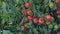 Bushes with red beautiful ripe and ripening tomatoes close-up. Organic food and Detox diet, healthy nutrition. Farm, organic harve