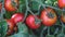 Bushes with red beautiful ripe and ripening tomatoes close-up. Organic food and Detox diet, healthy nutrition. Farm, organic harve