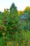 Bushes of red mountain ash with yellow meadow flowers growing below. The yellowing tops of trees and the old abandoned