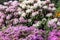 Bushes of rhododendron and azaleas during flowering in the botanical garden.