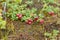 Bushes ripe berries cranberries .