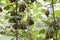 Bushes with ripe kiwi large fruits. Italy agritourism