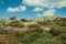 Bushes among rocky terrain on highlands