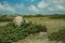 Bushes among rocky terrain on highlands