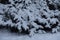 Bushes of savin juniper covered with snow