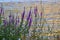 Bushes with small lilac flowers on the river Bank.