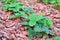 Bushes strawberry closeup grow in the garden covered with a layer of tree bark.