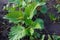 Bushes of strawberry, lines of plants on the garden,blurred background