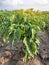 Bushes of sweet Bulgarian bell pepper. Farming and agriculture. Cultivation, care and harvesting. Grow and production of