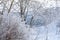 Bushes and thin trees with multiple trunks with branches in fluffy white snow on the bank