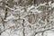 Bushes under the snow in the winter park as a natural background.