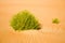 Bushes among the waves of the sand desert