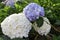 The bushes of white and blue-purple flowers bloom. In the hydrangea field