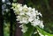 Bushes of a white cone-shaped hydrangea in a city garden