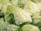 Bushes of a white cone-shaped hydrangea in the garden, close up