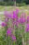 Bushes of willowherb on geen field in the summertime