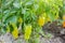 bushes of yellow / green pepper grows in the field. vegetable rows. farming, agriculture. Landscape with agricultural land. crops