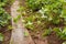 Bushes Young Plant Runners Of Strawberry In Garden.