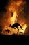 Bushfire IN Australia Forest Many Kangaroos And Other Animals Running Escaping To Save Their Lives