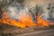 Bushfire burning at Kruger Park in South Africa