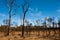 Bushfire Burnt Trees