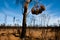 Bushfire Burnt Trees