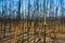 Bushfire Burnt Trees