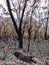 Bushfire damage in the Blue Mountains west of Sydney