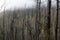 Bushfire Damaged Trees at Lake Mountain