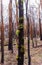 Bushfire recovery and tree regrowth from Australian bush fires