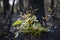 Bushfire regrowth from burnt bush in Australia