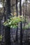 Bushfire regrowth from burnt bush in Australia