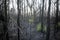 Bushfire regrowth from burnt bush in Australia