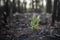 Bushfire regrowth from burnt bush in Australia