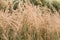 Bushgrass Calamagrostis epigejos grass dried inflorescence