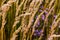 Bushgrass field wild grass and daisy flower movement under the wind in sunset light countryside meadow