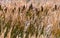 Bushgrass field wild grass and Typha Bulrush movement under the wind in sunset light countryside swampy meadow.