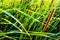 Bushgrass field wild grass and Typha Bulrush movement under the wind in sunset light countryside swampy meadow.