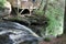 bushkills Waterfall