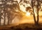 Bushland Awakening: Sunrise in the Australian Outback with Mist and Gum Trees