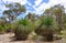 Bushland with Spiny Grass Trees: Western Australia