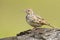 Bushlark Bird