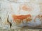 Bushman cave paintings in Cederberg