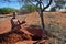 Bushmen hunter in the Kalahari desert, Namibia