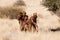 Bushmen hunters