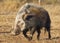 Bushpig in daytime, South Africa