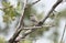 Bushtit bird at Lake Watson Park, Prescott Arizona