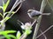 Bushtit with Bright Foliage