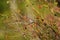 Bushtit feeding on tree branch